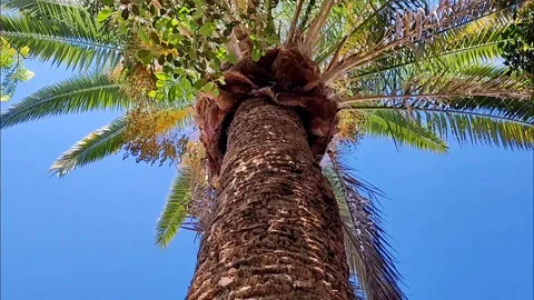 Upward View of Tropical Palm Tree Trunk and Fronds Video stock 334057019