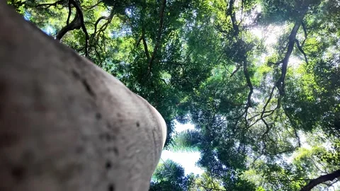 Upward View of Tropical Tree Trunk Into Forest Canopy, São Paulo, 4K Vidéo 334663627