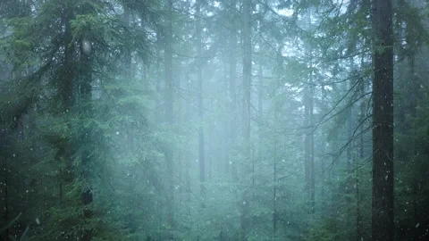 Upwards fly in forest during snowfall Stock-Footage 323964768