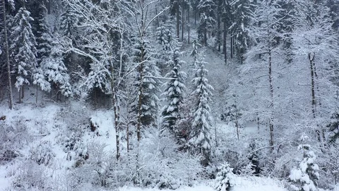Upwards fly in snowy winter forest Vídeos de archivo 123180771