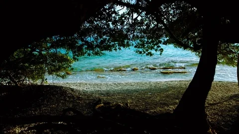 Upwards motion romantic view under tree colourgraded Video stock 80380617