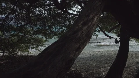 Upwards motion tropical beach with tree Video stock 80380609