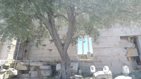 Upwards pan of olive tree next to ancient Erechtheum Temple Ruins Athens, Greece Stock Footage 116455262