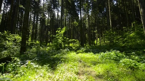 Upwards tilting wide view of pine tree forest. Stock Footage 62955697