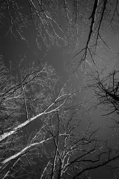 Upwards view of bare tree tops in black and white Stock Photos