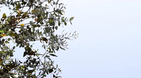 Upwards view of leaves on tree gently waving in the wind with bright blue sky Stock Footage 43288122