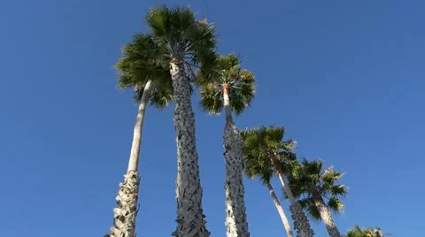 Upwards view of palm trees Stock Footage 64228209