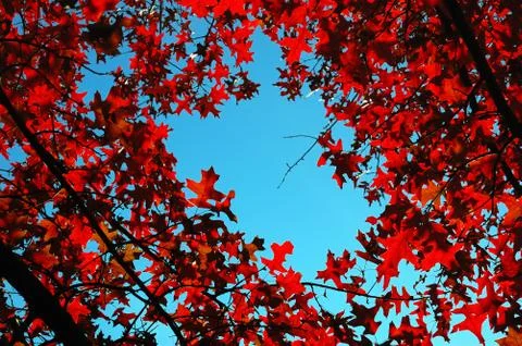 Upwards view of a tree with leafs in backlight , fall season Stock Photos