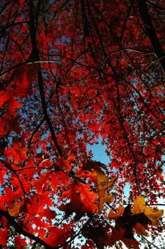 Upwards view of a tree with leafs in backlight Stock Photos