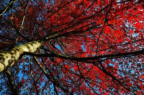 Upwards view of a tree with leafs in backlight , fall season Stock Photos