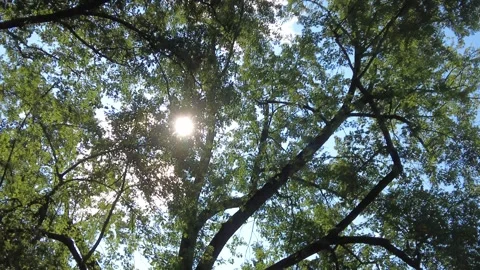 Upwards View Of Tree Tops With Sun Shine Peering Through While Walking Stockbeeldmateriaal 249772022