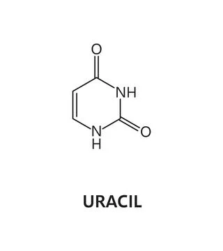 Uracil nucleic acid, nitrogenous base formula Stock Illustration