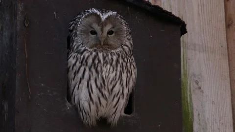 Ural Owl 2 Stock Footage 234434174