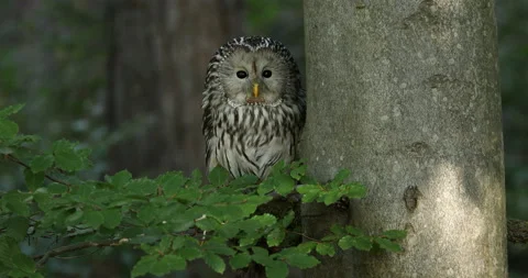Ural owl in beech forest. Owl perched on branch and peeks out from behind tree Stock Footage 140054686