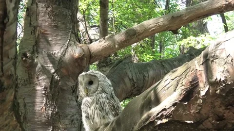 Ural owl between in the summer forest Strix uralensis Stock Footage 295193984