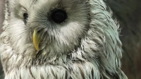 Ural owl between thick branches in the summer forest Strix uralensis Stock Footage 295194166