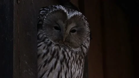 Ural Owl Stock Footage 234434167