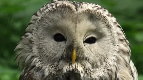 Ural owl in a forest (Strix uralensis) Stock Footage 278864465