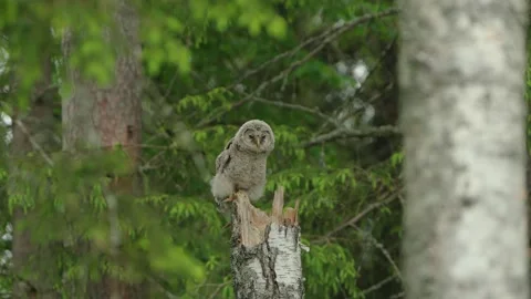 The Ural Owl Owlet Interesting Behaviour In Its Environment Video stock 244000604