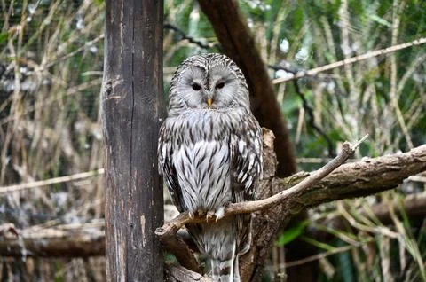 Ural Owl Perched on a Branch 스톡 사진