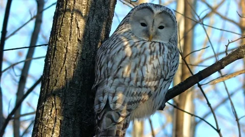 Ural Owl Perched on Tree Trunk in Sunlit Winter Forest in Southern Urals, Russia Stock Footage 325466753