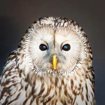 Ural owl Stock Photos