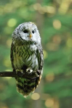 Ural Owl Stock Photos