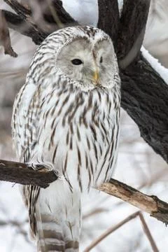 Ural owl 스톡 사진