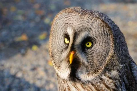 Ural owl Stock Photos