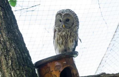 Ural owl Stock Photos