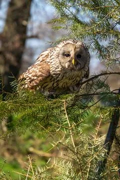Ural owl in a pine tree, concentrade and ready for take-off Stock Photos