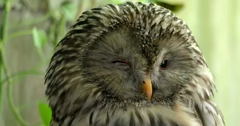Ural Owl portrait very close up in green natural habitat at sunny day Stock Footage 280466476
