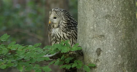 Ural owl with prey in beech forest. Successful hunter holds caught mouse in beak Stock Footage 140054842