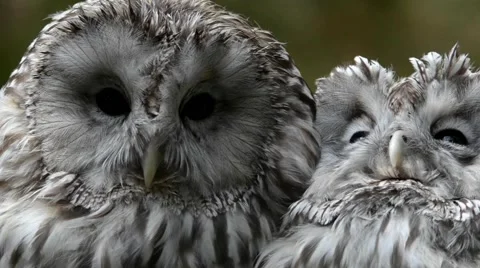 Ural owl (Strix uralensis) Stock Footage 40841075