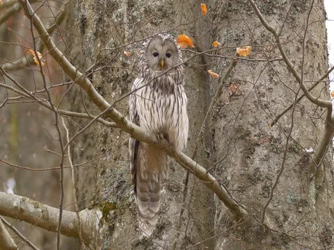 Ural owl (Strix uralensis) Stock-Footage 81194119
