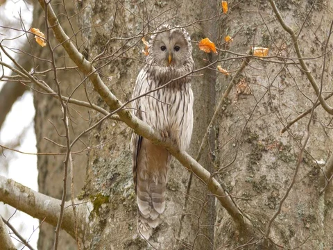 Ural owl (Strix uralensis) 動画素材 81194204