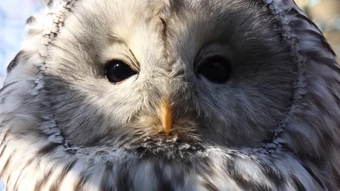 Ural owl (Strix uralensis) is a medium-sized nocturnal owl of the genus Strix Stock Footage 109146954