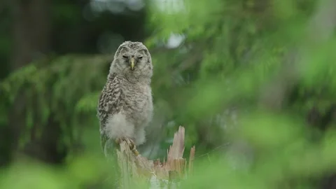 The Ural Owl (Strix Uralensis) Owlet Inside Green Forest Stock Footage 243998846