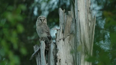 The Ural Owl (Strix Uralensis) Owlet On A Nest Tree Video stock 244000033