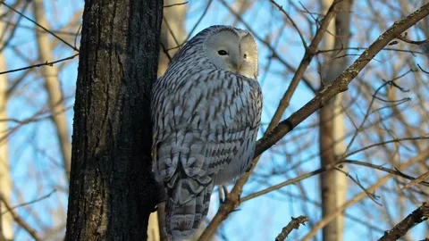 Ural Owl (Strix uralensis) Perched on a Snowy Tree Branch in the Southern Urals, Stock Footage 325466785