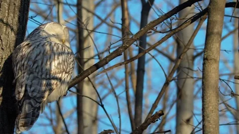 Ural Owl (Strix uralensis) Perched on a Tree Branch in Winter Sun in Southern Ur Stock Footage 325467124