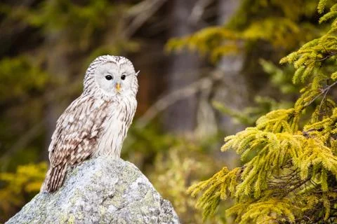 The ural owl strix uralensis Stock Photos