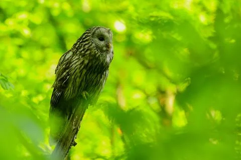 Ural Owl, Strix uralensis Foto stock