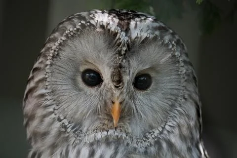 The Ural Owl (Strix uralensis). Stock Photos