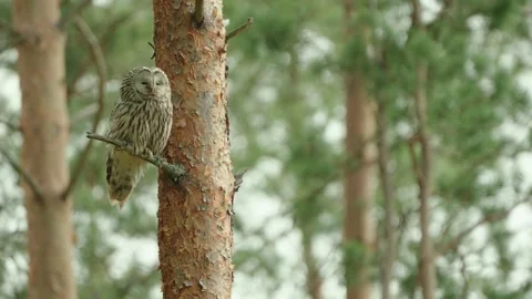The Ural Owl (Strix Uralensis) On A Pine Tree Branch Inside Forest Stock Footage 243999246