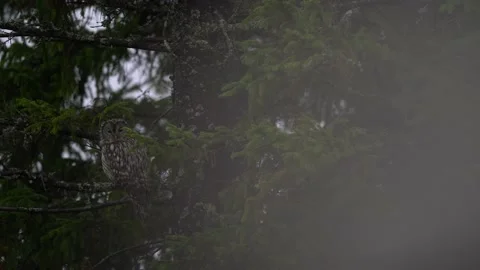 Ural Owl, Strix uralensis, sitting on tree branch, in green leaves oak forest, W 스톡 동영상 164299632