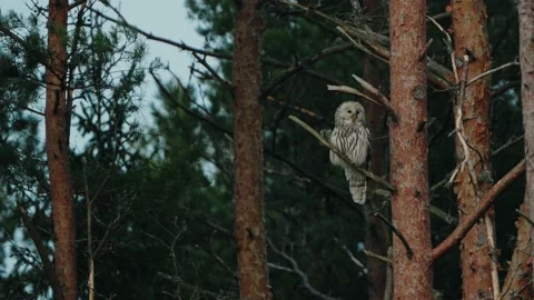 The Ural Owl (Strix uralensis) Sitting On A Tree Branch Stock Footage 238083244