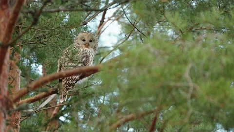 The Ural Owl (Strix uralensis) Sitting On A Tree Branch Hiding Video stock 238086160