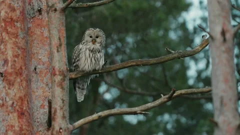 The Ural Owl (Strix uralensis) On A Tree Branch In Forest Stock Footage 238087028