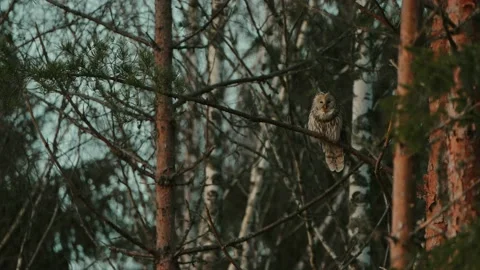 The Ural Owl (Strix uralensis) On A Tree Branch Video stock 238547931